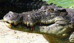 Saltwater crocodile breeders to benefit from genome sequence 