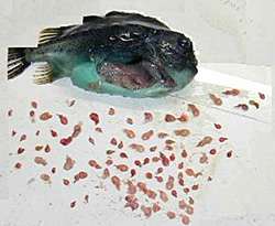 New promise in sea lice-eating lumpfish 