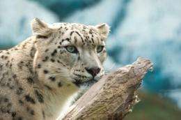 Saving the snow leopard with stem cells