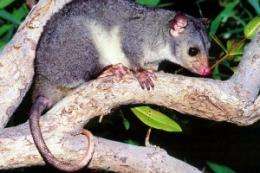 Scaly-tailed possum re-discovered in Kimberley