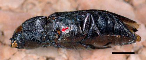 Forensics ferret out fire beetle secret