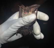 Scientist discovers UK's rarest bat in East Devon