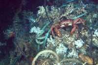 Scientists call for protection of deep sea coral reefs from European fishing fleets