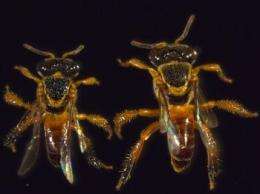 Scientists discover first-ever bee 'soldier'