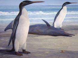 Scientists get first full look at prehistoric New Zealand penguin