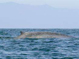 Scientists hope OSU whale-tracking data can reduce accidental deaths