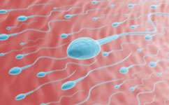 Scientists reveal how females store sperm for decades