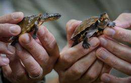 Scores of endangered reptiles including turtles that were smuggled into Hong Kong will be returned to the Philippines