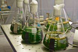 Scripps and SoCalGas system to use algae to capture carbon dioxide