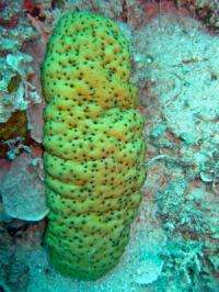 Sea cucumbers could be key to preserving coral reefs
