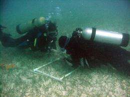 Seagrasses can store as much carbon as forests