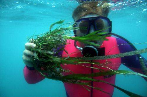 Seagrasses make full recovery after flood