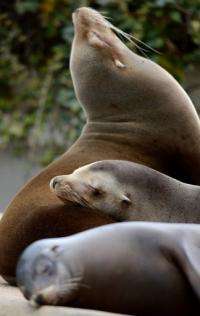 Sea lions are known to be able to dive some 300 metres without getting the 'bends'