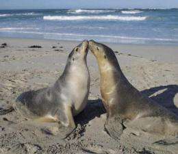 Sea lions fuel ocean life