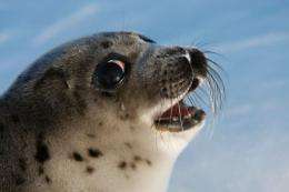 Seals and other marine species are increasingly infected by parasites long common in land animals, experts say