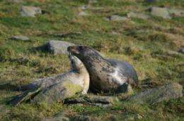Seals gamble with their pups' futures