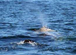 Search on for entangled whale off Calif. coast (AP)