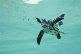 Sea turtles surf an ocean highway to safer habitat, Stanford research suggests