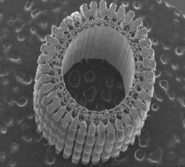Sea urchin's spiny strength revealed