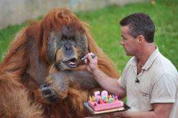 Sebastien Laurent, manager of the La Boissiere-du-Doree zoo, gives a slice of cake to Major the orangutan