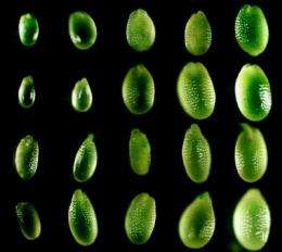 Seed size is controlled by maternally produced small RNAs, scientists find