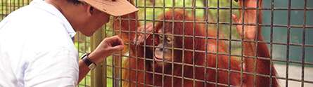 Seeing the world through the eyes of an Orangutan