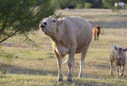 Seeking hardier breeds for drought, climate change