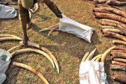 Seized elephant tusks in Kenya