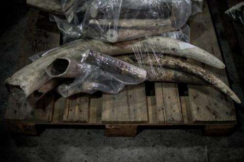 Seized pieces of unpolished tusks are displayed during a press conference by customs officials in Hong Kong