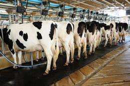 Selective dairy breeding could help prevent lameness, boost productivity