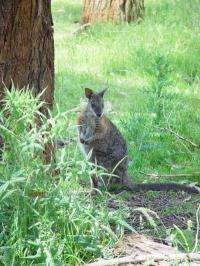 Selective imprinting: How the wallaby controls growth of its young