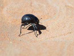 Self-filling water bottle takes cues from desert beetle