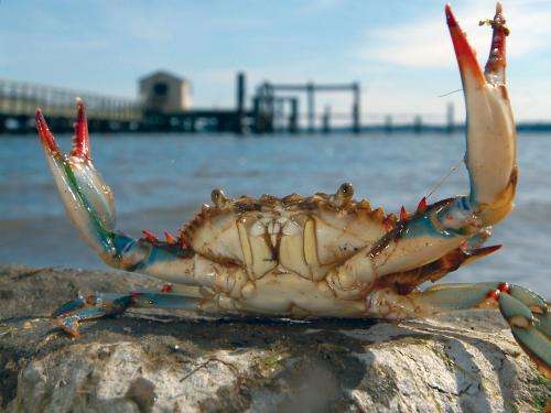 Sesearchers unravel life cycle of blue-crab parasite