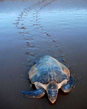 Several species of sea turtle, including the Olive Ridley (pictured on March 8, 2011) nest on the shores of Sundarbans