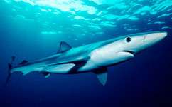 Shark fin soup to blame for blue shark decline