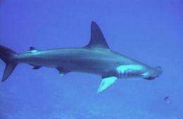 Shark rules need teeth, groups tell IUCN