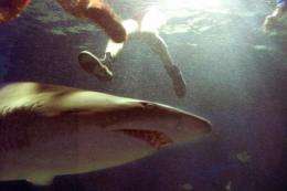 Sharks are common in Australian waters but deadly attacks have previously been rare