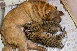 Shar Pei nurses 2 endangered tiger cubs in Russia