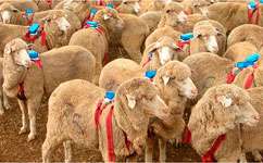 Sheep backpacks reveal flocking strategy