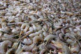 Shrimp moves along a production line at a frozen seafood company