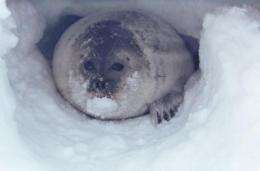 Shrinking snow depth on Arctic sea ice threatens ringed seal habitat