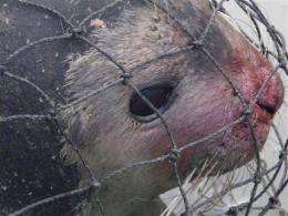 Sick Alaska seal shows possible spread of disease (AP)