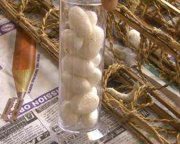 Silkworm structures drive push for new materials