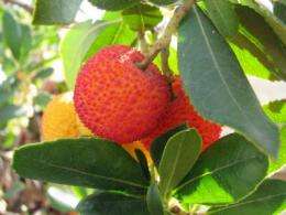Silver nanoparticle synthesis using strawberry tree leaf