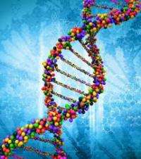 Single gene cause of insulin sensitivity may offer insight for treating diabetes