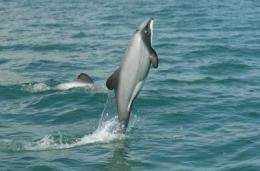 Size matters: Large Marine Protected Areas work for dolphins