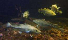 Skrei, or migrating and spawning east-Arctic cod, are seen at the local aquarium in Norway's Arctic archipelago Lofoten