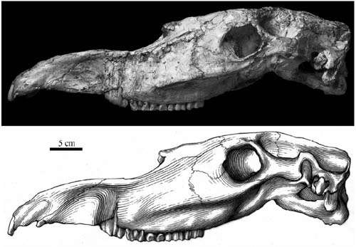 Skull of Hipparion found from the early Pleistocene of Longdan, Northwestern China