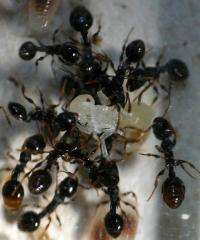 Slave rebellion widespread in ants