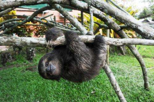 Sloths sleep 18 hours a day and eat little, as they do not burn a lot of energy.